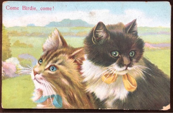 画像1: ▼SALE 500▼  Postcard　2匹の子猫 (1)