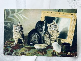 Snowdrop Postcards アンティークポストカード専門店 < Cat Photo >