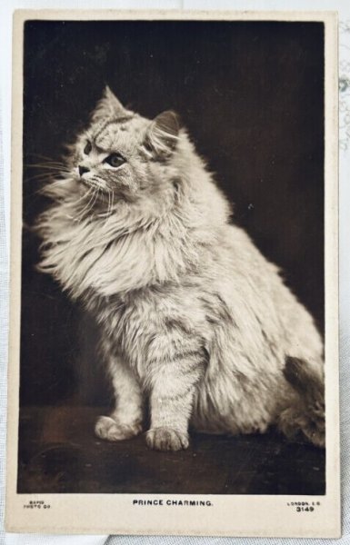 画像1: Postcard　アンティークポストカード　写真　長毛の猫さん　ペルシャ猫　イギリス1907年 (1)