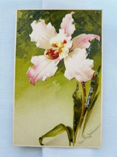 Snowdrop Postcards アンティークポストカード専門店 < Other Flower