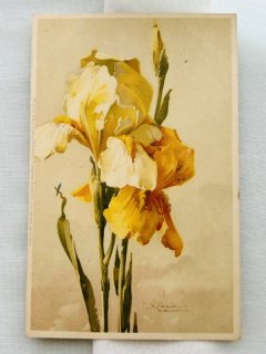 Snowdrop Postcards アンティークポストカード専門店 < Other Flower