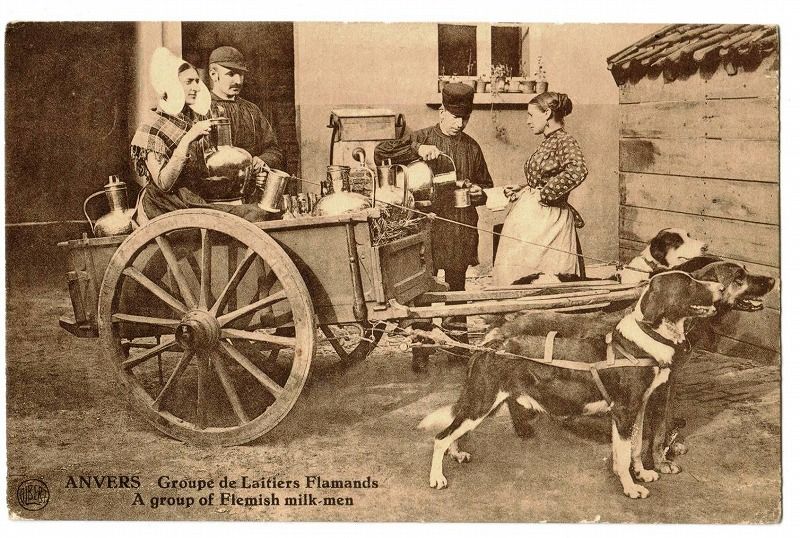 フランダースの犬 ミルク缶を運ぶ犬たちと女性 Snowdrop Postcards アンティークカード専門店